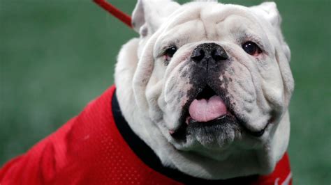 Uga X, mascot for Georgia Bulldog football team, dies at 10