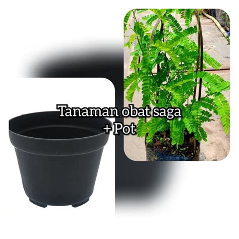 Toko Herbal Online: Jual Daun Saga Di Jakarta