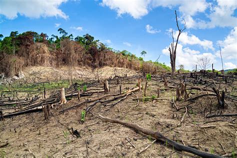 110+ Deforestation In The Philippines Stock Photos, Pictures & Royalty-Free Images - iStock