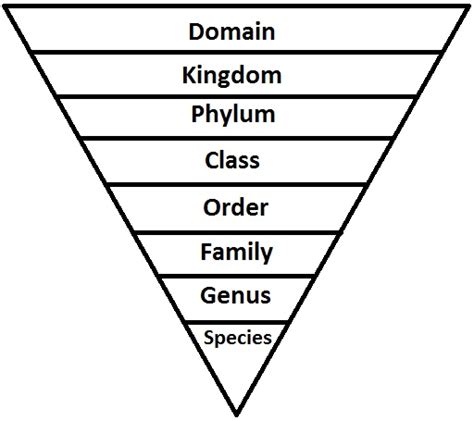 Domain & Kingdom Plantae - Biology 11