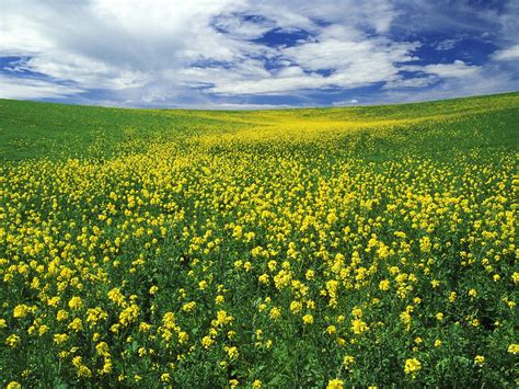 Field of Mustard Wallpaper - SaversPlanet.com