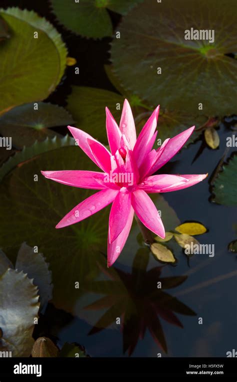 Water lily sri lanka hi-res stock photography and images - Alamy