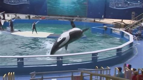 Activists push for aging orca Lolita to return home as Miami Seaquarium shows end | king5.com