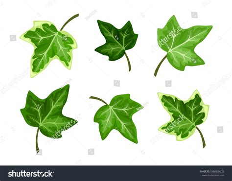 Vector Set Green Ivy Leaves Isolated Stock Vector (Royalty Free ...