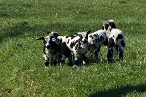 Free Images : sheeps, lambs, grazing, meadow, animals, mammals, grassland, grass, farm, nature ...