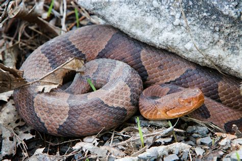 Species Spotlight: Northern Copperhead | by Mohonk Preserve | Medium