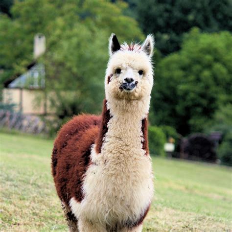 Cute Llama Wallpapers - Wallpaper Cave