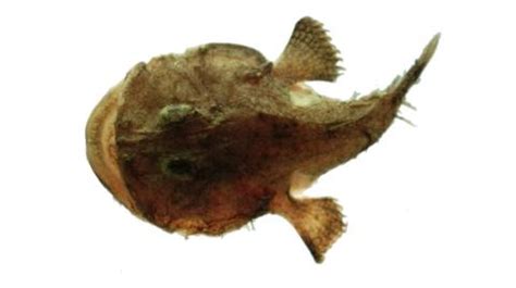 Fishing for Reticulated goosefish: Fish Species – FishAngler.com