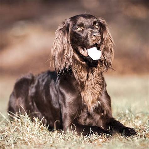 German Longhaired Pointer Dog Breed Information - American Kennel Club