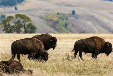 An open-eyed history of wildlife conservation | Salon.com