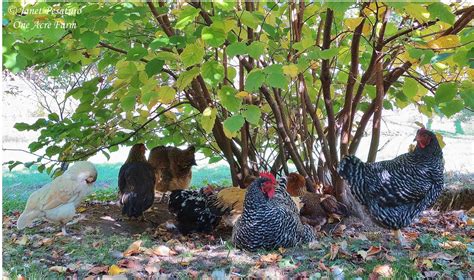 Creating a Chicken Habitat with Tips from Jungle Fowl