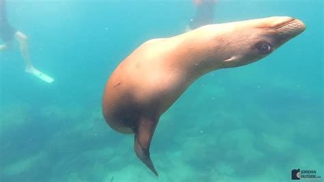 Snorkeling with Sea Lions in the Sea of Cortez Mexico | Jordan Outside