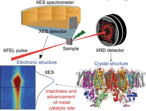 Schematic of XFEL crystallography and spectroscopy experimental set-up. | Download Scientific ...