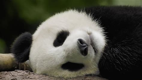 Sleepy Panda HD wallpaper