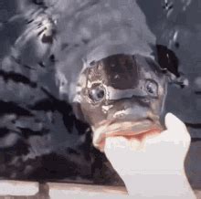 Fish Fish Eating GIF - Fish Fish Eating Enfruity - Discover & Share GIFs