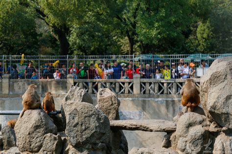 世界动物日 游客动物园里度国庆 - 海报新闻