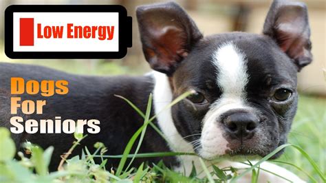 10 Best Low Energy Dogs for Seniors - YouTube