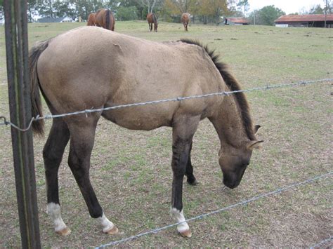 Free Horses - Horses for Adoption | hubpages