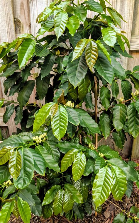 Coffee tree flowering for the first time!! : r/gardening