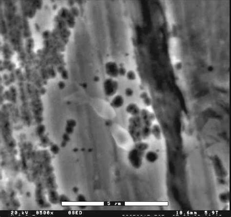 Bacillus thuringiensis spores associated with biofilm polysaccharide on ...