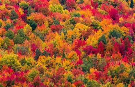 Maple trees in fall, Québec, Canada - Pat Lauzon/Shutterstock | Nature, Natural wonders, Nature ...