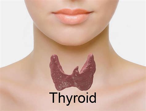 Iodine, Thyroid Hormones and the Thyroid Gland