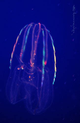 Colorful Rainbow Jellyfish in the Ocean