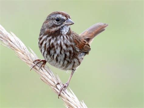 Song Sparrow Identification, All About Birds, Cornell Lab of Ornithology | Song sparrow, Sparrow ...