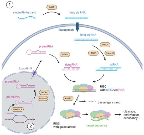 Micromachines | Free Full-Text | Basic Principles of RNA Interference ...