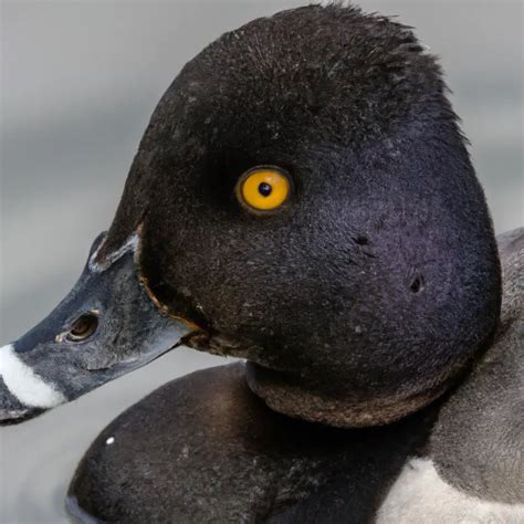 Hunting Ring-Necked Duck In Colorado: The Ultimate Challenge – Goenthusiast