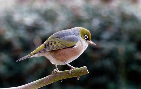 Download Bird Perched on Tree Royalty Free Stock Photo and Image