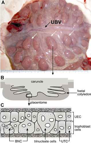 Cow Placenta Anatomy - All About Cow Photos