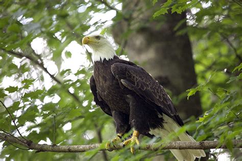 Eagle Mountain Sanctuary | American Eagle Foundation