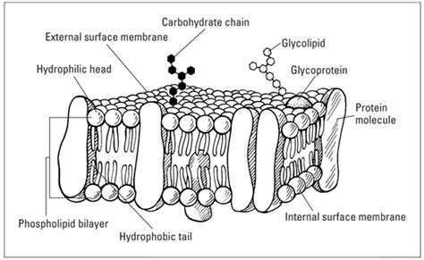 Topic 1.3 Membrane Structure - AMAZING WORLD OF SCIENCE WITH MR. GREEN