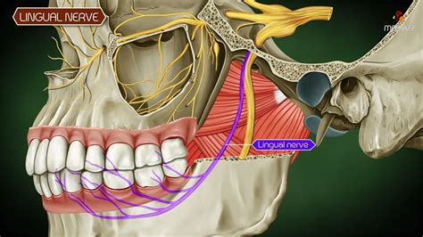 Lingual Nerve Anatomy- Course, Relations & Distribution (Animated Video ...