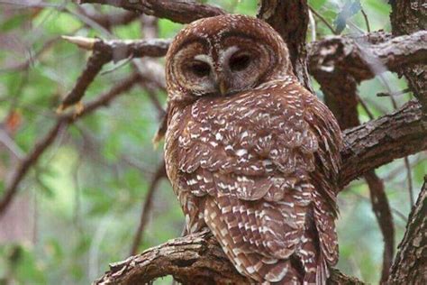 Spotted Owl Facts, Identification, Size, Habitat & More