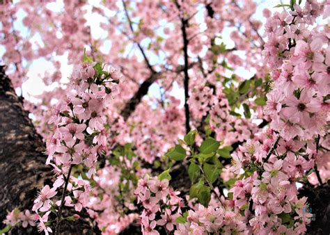 Cherry Blossoms at Kisama Naga Heritage Village, Kohima