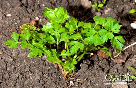 How to Grow Parsley