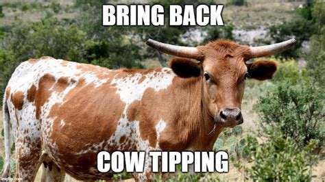 Cow Tipping - Imgflip