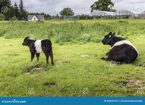 Belted Galloway Mum and Calf Farm Background Stock Photo - Image of beltie, field: 56029318