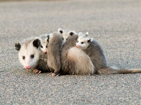 Opossum Facts: Removal & Control of Opossums - PestWorld