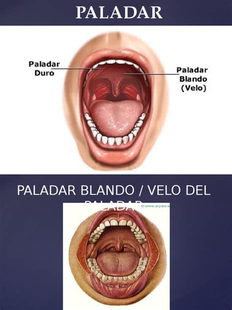 Paladar | PDF | Labio | Piel