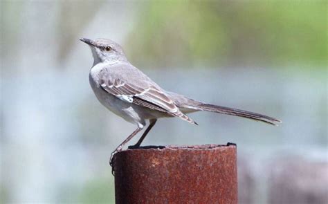 Singing the praises of Texas' state bird