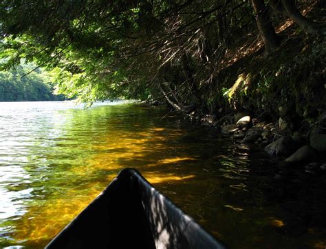 Saratoga woods and waterways: Riverbank Blooms -- and a Mystery Plant