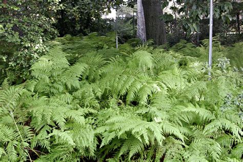 File:Ferns at melb botanical gardens.jpg - Wikipedia