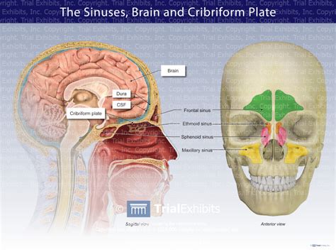 The Sinuses, Brain, and Cribriform Plate - TrialQuest Inc.