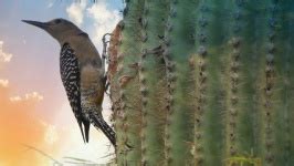 Bird Inside A Saguaro Cactus Free Stock Photo - Public Domain Pictures