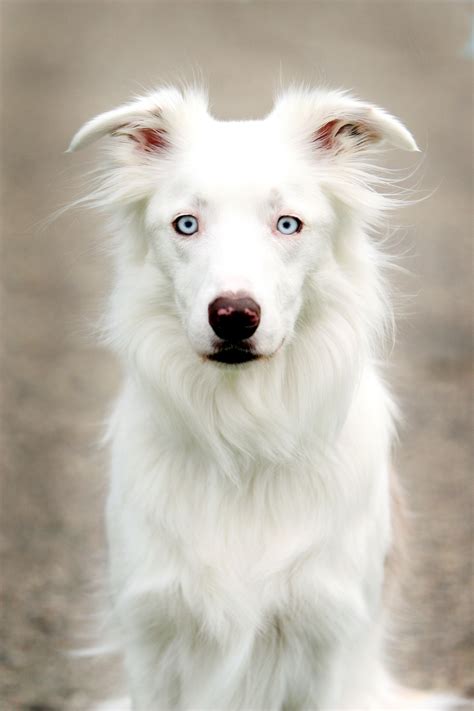 border collie Scout Jozwick | White border collie, Beautiful dogs, Dogs