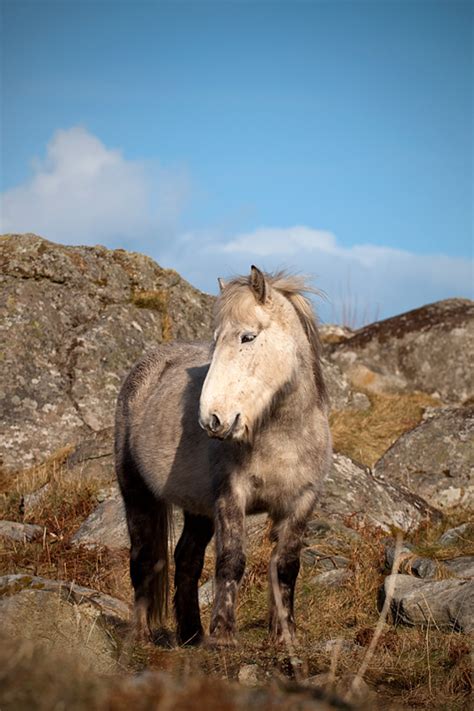 mitch mcfarlane photography: Eric the Eriskay pony