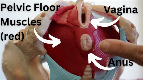 Pelvic Floor Exercises for Women in 3 Simple Steps - Physio Beginners ...